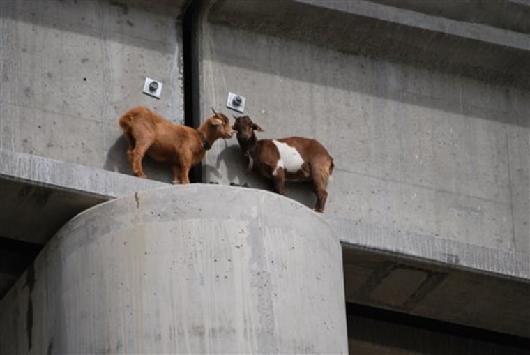 In this Sept. 1, 2010 photo, two goats are stranded on a railroad bridge south of Roundup, Mont. The goats were rescued?after nearly two days and are in good condition. (AP Photo/Courtesy of Sandy Church of the Rimrock Humane Society) NO SALES